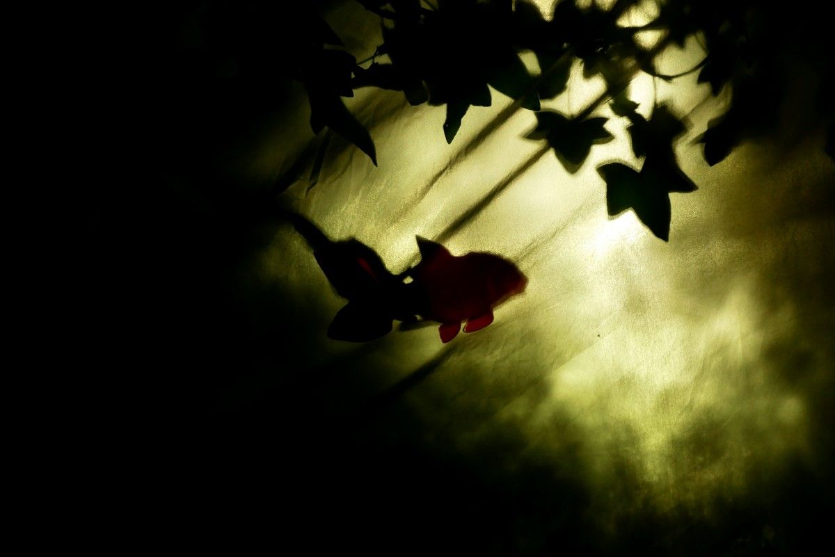 Nuit d&rsquo;&eacute;t&eacute;