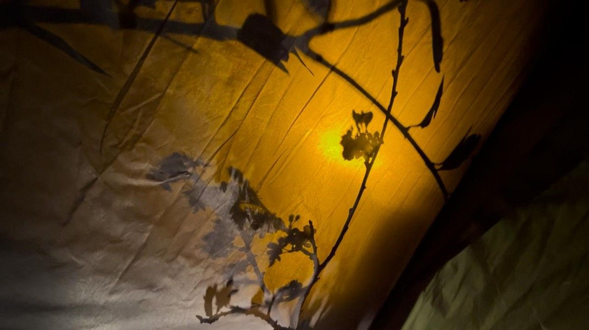 Nuit d&rsquo;&eacute;t&eacute;